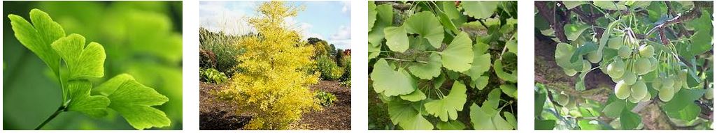 Ginkgo Biloba