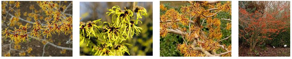 hamamelis