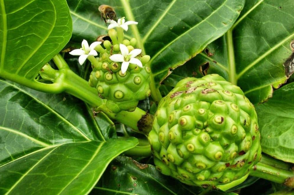 Morinda citrifolia