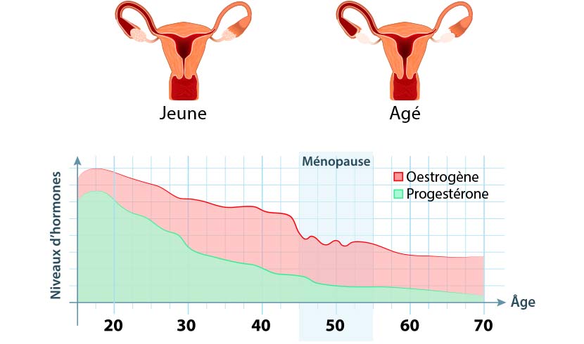 ménopause hormones