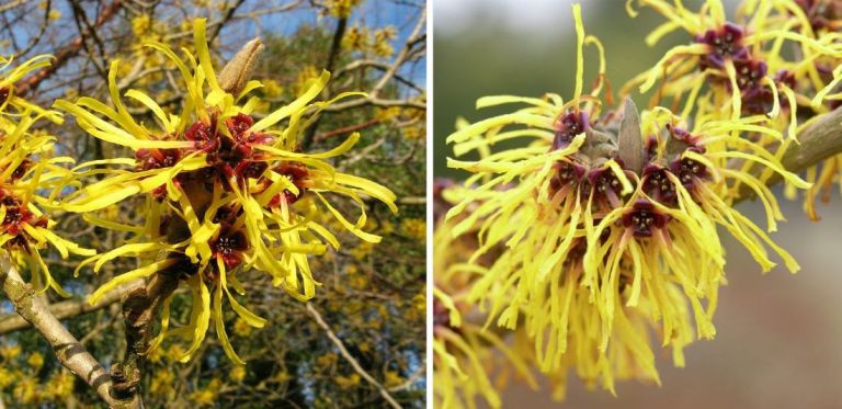 hamamelis