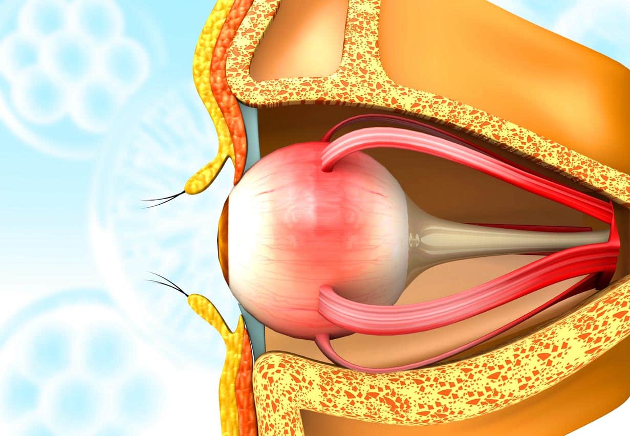 Human Eye Anatomy