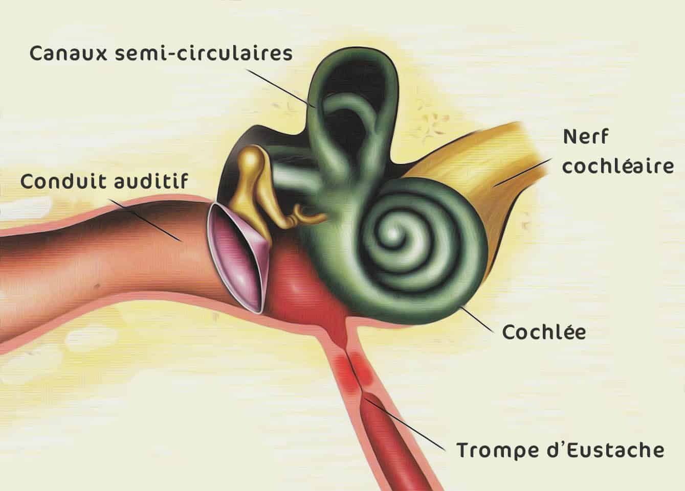 Shema Acouphene Canaux Semi Circulaires