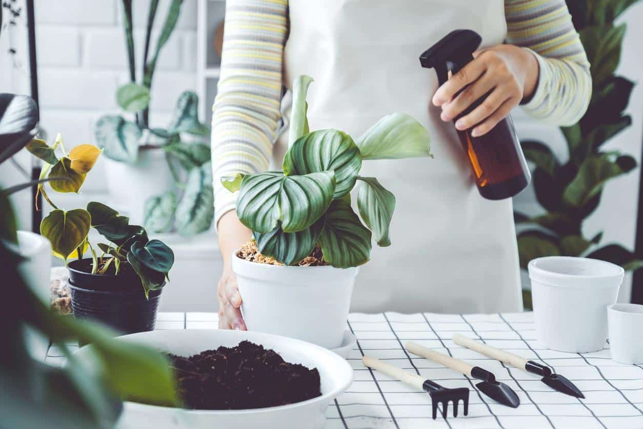 bouteille de pulvérisation arrosant des plantes