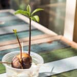 La pousse de graine de plante d'avocat et la croissance dans la tasse en plastique avec l'eau