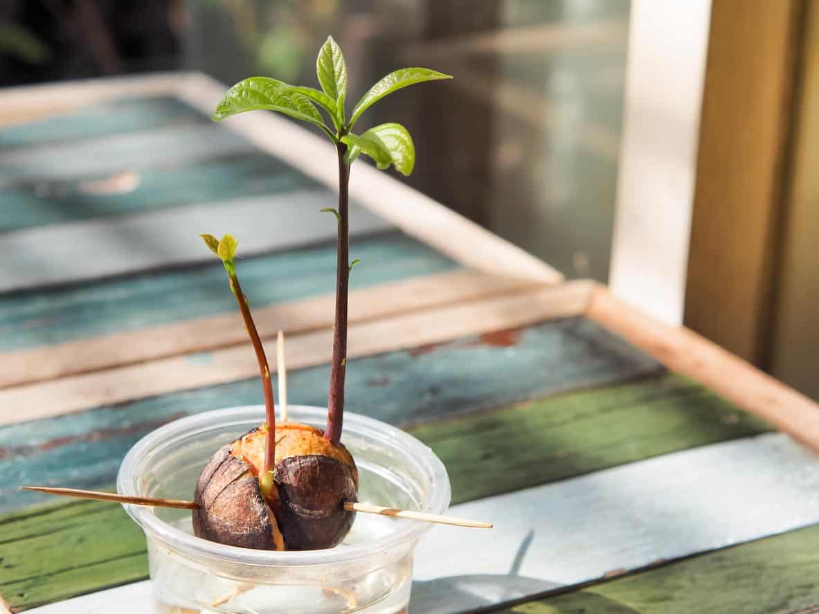 La pousse de graine de plante d'avocat et la croissance dans la tasse en plastique avec l'eau