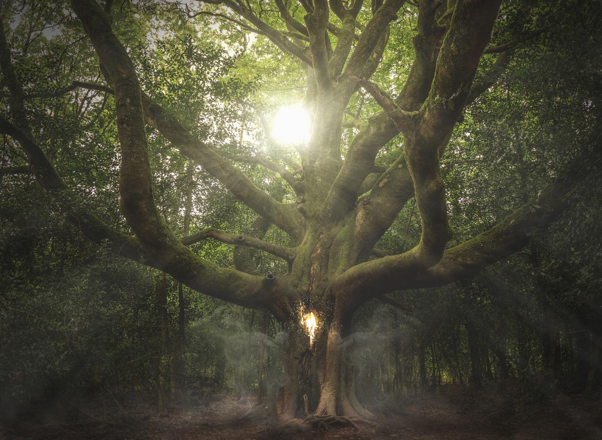 Vieil Arbre