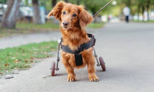 Le chien est handicapé. Le chien est dans un fauteuil roulant