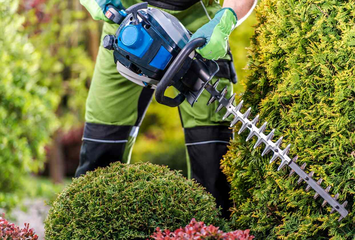 Jardinier Coupant Une Haie Une Un Taille Haie Essence